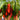Mexican Chili Pepper Seeds, 5 Seeds