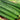Zhongnong Spring-Autumn Hybrid Cucumber F1 Seeds, 3g