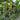 Beimi No.3 Pumpkin Seeds, 50 Seeds