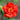 Crimson Ocean Avens Seeds, 200 Seeds