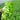 'Dasusheng' Lettuce Seeds, 10g