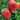 Russian Pink Oxheart Tomato Seeds, 3 Seeds