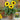 Bonsai Sunflowers Seeds, 3g