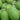 'Sweet Li' Yellow Flesh Watermelon Seeds, 20 Seeds