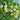 Moringa tree Seeds, 50 Seeds