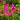 Rose Red Spider Flower Seeds, 200 Seeds