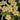 Oxalis obtusa Series Bulb - 'Lemon Green', 6 Bulbs