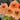 Peach Blossom' Nasturtium Seeds, 50 Seeds