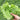 Emerald Crisp' Lettuce Seeds, 10g
