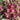 Imperial Ruby' Red Onion Seeds, 5g