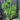 Canary Islands Dragon Tree Seeds (Dracaena draco), Pack of 5