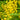 Semen cassiae Seeds