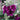 Lilac Rose Hollyhock (Alcea rosea L.) Seeds, 200 Seeds
