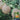 Shuaiguo No.9 Netted Melon Seeds, 10g