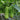 Cuiying Bottle Gourd Seeds, 10g