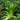 'Cuiqing No.8' Chinese Cabbage Seeds, 10g