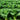 Super Green Pioneer Chinese Cabbage, 5 × 4g Bags