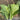'Shenglv No.3' Fast-Growing Bok Choy Seeds, 20g