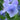 Viper's Bugloss Seeds, 200 Seeds