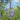 Chinese Chaste Tree Seeds, 100 Seeds