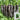 Purple Pepper Seeds (F1 Hybrid), 20 Seeds