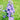 Large-flowered Delphinium Seeds, 200 Seeds