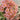 Oxalis convexula Series Bulb, 6 Bulbs
