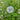Dandelion (Taraxacum officinale) Seeds, 6g