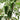 Jintai Hongjiao Chili Seeds, 1g