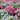 Flower Mallow (Lavatera trimestris) Seeds, 100 Seeds