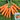 'Zhongyu 1870 F1' Carrot Seeds, 5g