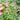 Broad-leaved Shepherd's Purse Seeds, 10g