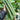Fuyang Spiny Cucumber Seeds, 30 Seeds