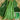 Supplier Snap Bean Seeds, 10g Per Bag