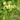 Huang Qi Seeds, 100 Seeds