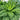 Curly Kale Seeds, 200 Seeds