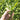 Sawtooth Coriander Seeds, 1000 Seeds