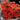 Oxalis obtusa Series Bulb - 'Blood', 2 Bulbs