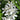 White Tweedia Seeds, 50 Seeds