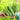 Four Seasons Bok Choy Seeds, 10g