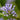 Blue Woodruff Seeds, 200 Seeds