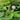 Sensitive Plant (Mimosa pudica L.) Seeds, 100 Seeds