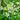 Bouncing Bet Seeds, 200 Seeds
