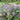 Yanhusuo Seeds, 50 Seeds