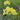 Wavyleaf Sea Lavender (Yellow) Seeds, 200 Seeds
