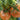 Yashu No.11 Tomato Seeds, 100 Seeds