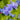 Viper's Bugloss Seeds, 200 Seeds