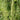 Yardlong Bean Seeds, 10g Per Bag