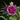 Lilac Rose Hollyhock (Alcea rosea L.) Seeds, 200 Seeds