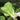 'Fushi' Fast-Growing Chinese Cabbage Seeds, 10g